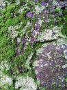 Gray tree bark with colorful mossy textured background images Royalty Free Stock Photo