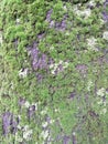 Gray tree bark with colorful mossy textured background images Royalty Free Stock Photo