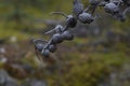 Deathly gray pine cones remain on dead branch