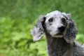 A close up of a gray poodle with soulful eyes