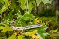 Gray Ratsnake - Pantherophis spiloides