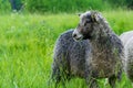 Close up of a gray sheep in green grass