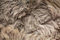 Close up of a gray sheepskin rug, carpet fur as background Royalty Free Stock Photo