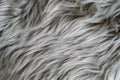 Close up of a gray sheepskin rug, carpet fur Royalty Free Stock Photo