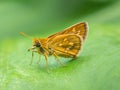 Close up of a gray spotted skipper species butterfly on a green leaf.