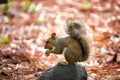 A close up of a gray squirrel on a rock. Royalty Free Stock Photo