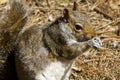 Close up of a gray squirrel (Sciurus carolinensis)