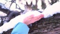 Close up for gray squirrel taking nut carefully from human hand on a snowy tree branch in winter. Squirrel sitting on a Royalty Free Stock Photo