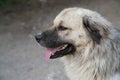 Close-up of a gray stray dog