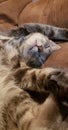 Close up of gray striped cat sleeping on a brown couch Royalty Free Stock Photo