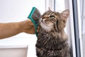 Close-up gray striped thoroughbred cat, which is combed wool