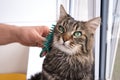 Close-up gray striped thoroughbred cat, which is combed wool