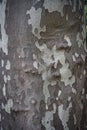 Close-up of gray sycamore tree bark