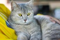 Gray tabby cat lying on owner`s lap , relaxation happy time