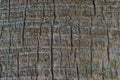 Close-up of gray textured trunk of big Washingtonia palm tree Washingtonia filifera, commonly known as California fan palm in city