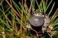 Gray Tree Frog calling in a pine tree. Royalty Free Stock Photo