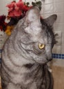 Close-up of a gray turtle cat