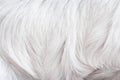 Gray or white fur dog patterns for natural animal texture for background Royalty Free Stock Photo