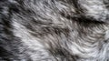 Close-up of Gray and White Fur with Wavy Texture Royalty Free Stock Photo