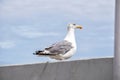 Close-up of a gray and white seagull against a blue sky Royalty Free Stock Photo