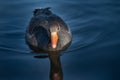 Close-up of a gray wild gand, with a bright red beak, swimming across a dark stream