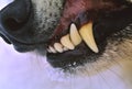 Close Up of Gray Wolf Snarling Royalty Free Stock Photo