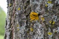 Close-up of grayish-brown tree trunk with bright yellow lichen patches - forest background - angled perspective