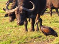 Close up of grazing African Buffalo with black stork in the front Royalty Free Stock Photo