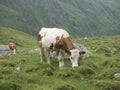 Close up of grazing cow at alpine meadow in Stubaital Valley. Summer. Tirol Alps, Austria Royalty Free Stock Photo