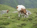 Close up of grazing cow at alpine meadow in Stubaital Valley. Summer. Tirol Alps, Austria Royalty Free Stock Photo