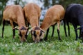 Close up of grazing goats on a meadow.