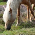 Grazing Icelandic Palomino Royalty Free Stock Photo