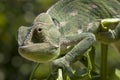 Green chameleon close up on a branch