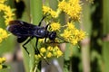 Great Black Wasp 602661