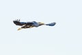 Great Blue Heron, Ardea cinerea, flying from left to right with wings outstretched and eye contac