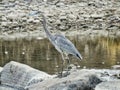 Close up of a Great Blue Heron in the Arkansas River Royalty Free Stock Photo