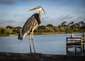 Great Blue Heron Guarding the River Royalty Free Stock Photo