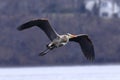 Wisconsin Great Blue Heron Flying Royalty Free Stock Photo