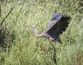 Close up of a Great Blue Heron landing on the land with wild grass Royalty Free Stock Photo