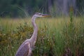 Portrait of a Great Blue Heron Royalty Free Stock Photo