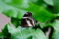 Close-up of a Great common eggfly butterfly Royalty Free Stock Photo