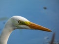 Great or common egret (Ardea alba) with pure white plumage and yellow bill in a pond with blurred, blue water Royalty Free Stock Photo