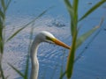 Great or common egret (Ardea alba) with pure white plumage and yellow bill in a pond with blurred, blue water Royalty Free Stock Photo