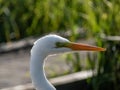 Great or common egret (Ardea alba) with pure white plumage and yellow bill in a pond Royalty Free Stock Photo