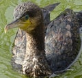 Close up with a great cormorant - black bird Royalty Free Stock Photo