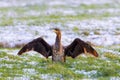 Close up of a Great Cormorant, Phalacrocorax carbo, standing on a snow covered meadow Royalty Free Stock Photo