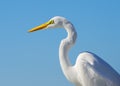 Close up of a great egret