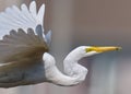 Close-up of a great egret in flight Royalty Free Stock Photo