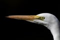 Close up Great Egret portrait with black background Royalty Free Stock Photo