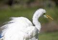 Close Up of a Great Egret with Ruffled Feathers